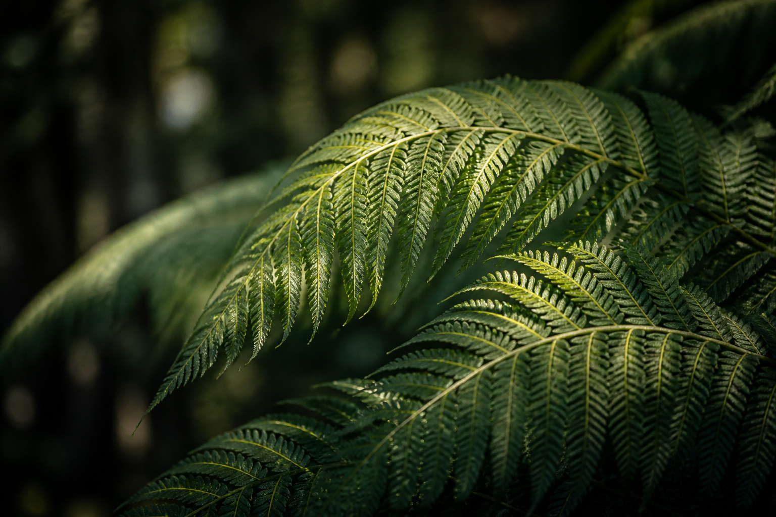 Silver fern — a symbol of New Zealand